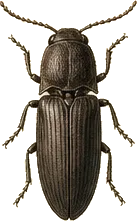 Common Click Beetle