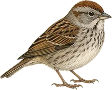 Swamp Sparrow