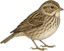 Lincoln's Sparrow