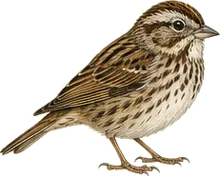 Song Sparrow