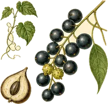 Canada Moonseed