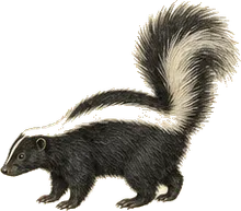 Striped Skunk
