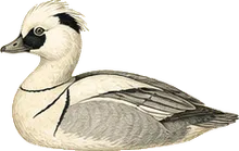 Smew