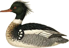 Red-breasted Merganser