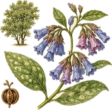 Virginia Bluebells