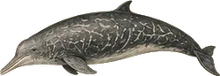 Blainville's Beaked Whale