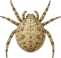 Cave Orb Weaver