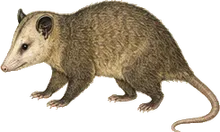 Brown Four-eyed Opossum