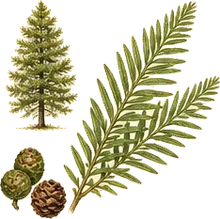 Dawn Redwood