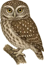 Elf Owl