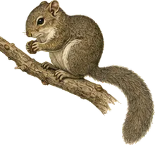 Alfaro's Pygmy Squirrel