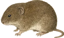 California Vole