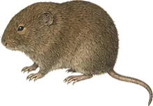 Long-tailed Vole