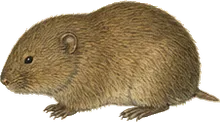 Mexican Vole