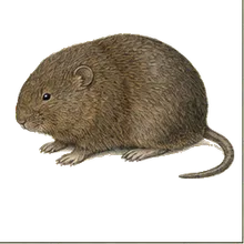 Creeping Vole