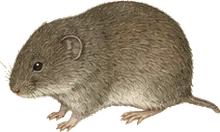 Woodland Vole