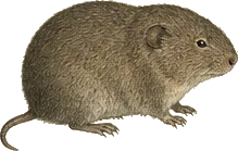 Water Vole