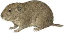 Zempoaltepec Vole