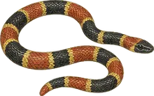 Eastern Coral Snake