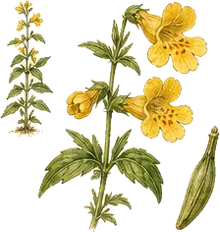 Yellow Monkeyflower