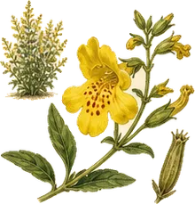 Lewis's Monkeyflower