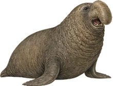 Northern Elephant Seal