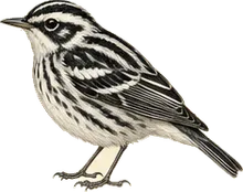 Black-and-white Warbler