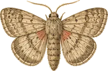 Small Mocis Moth