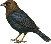 Brown-headed Cowbird
