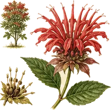 Scarlet Beebalm