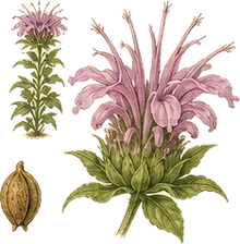 Wild Bergamot