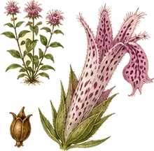 Spotted Beebalm