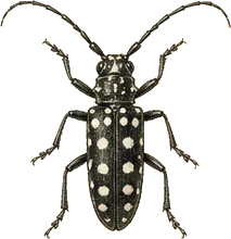 White-spotted Sawyer