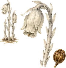 Indian Pipe