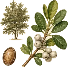 Northern Bayberry
