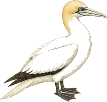 Northern Gannet
