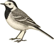 White Wagtail