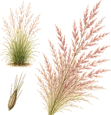 Hairawn Muhly