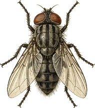 House Fly