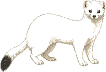 Ermine