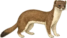 Long-tailed Weasel
