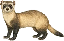Black-footed Ferret