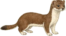 Least Weasel