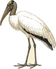 Wood Stork