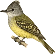 Great Crested Flycatcher