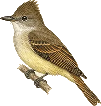 Brown-crested Flycatcher