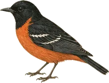 Painted Redstart