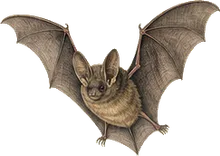 Southwestern Myotis