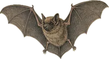 California Myotis