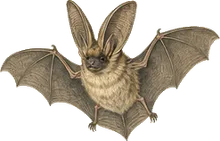 Long-eared Myotis